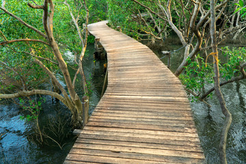 Winding wooden pathway or plank dock in mangrove forest, Natural winding road