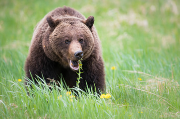Grizzly bears during mating season in the wild