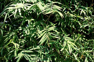 Fototapeta premium Bamboo leaves in park at sunlight.