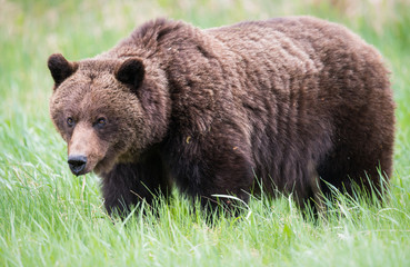 Grizzly bears during mating season in the wild