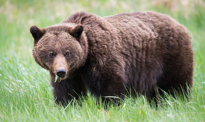 Grizzly bears during mating season in the wild