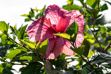 Hibiscus rosa-sinensis © blende11.photo