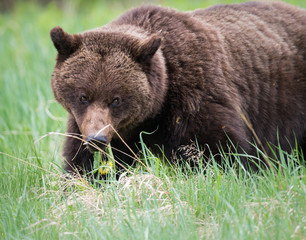 Fototapeta premium Grizzly bears during mating season in the wild
