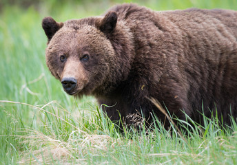 Grizzly bears during mating season in the wild