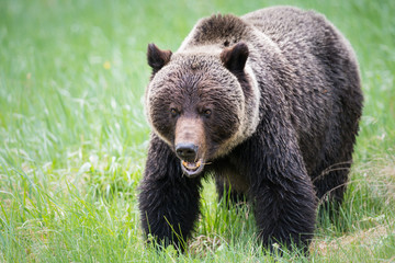 Fototapeta premium Grizzly bears during mating season in the wild