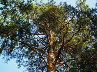 tree crowns against blue sky background