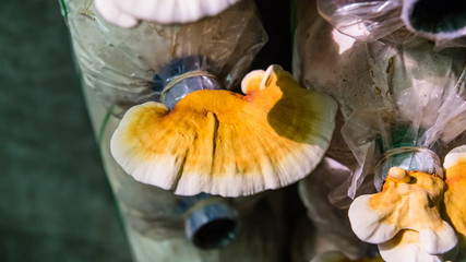 Lingzhi mushroom