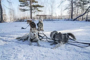 cute young Siberian husky dogs for sledge in Irkutsk, Russia