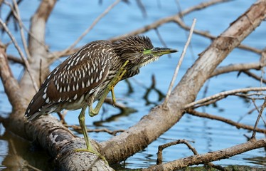  Black - Crowned - Night Heron