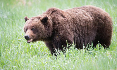 Grizzly bears during mating season in the wild