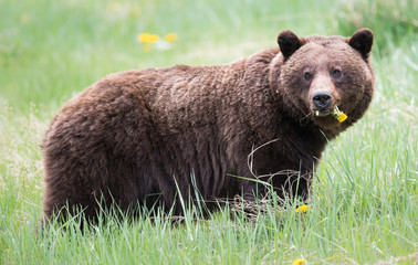 Grizzly bears during mating season in the wild