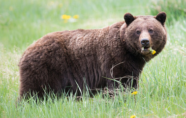 Grizzly bears during mating season in the wild