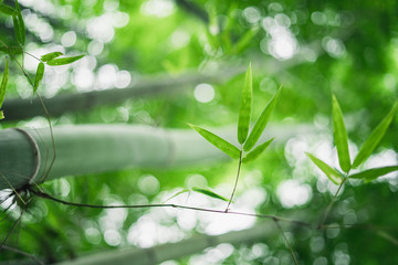 Fototapeta premium Fresh green bamboo and beautiful bokeh in the forest