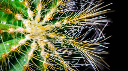 closeup of green cactus with sharp spikes