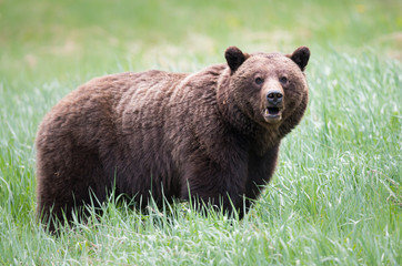 Grizzly bears during mating season in the wild