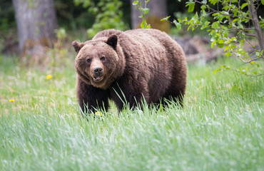 Grizzly bears during mating season in the wild