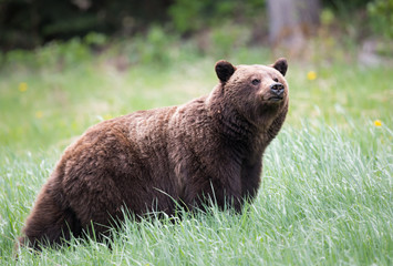 Grizzly bears during mating season in the wild