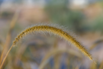 Single yellow fluffy grass with dew