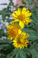 Three wertical yellow chrysanthemum coronarium