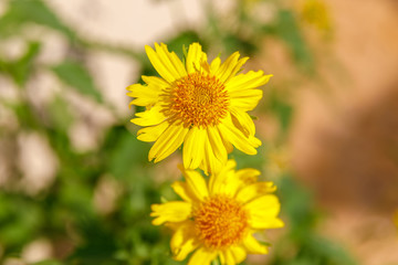 Pair of yellow chrysanthemum coronarium