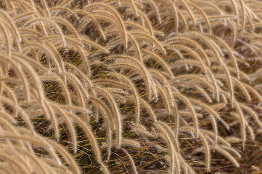 Yellow fluffy grass background