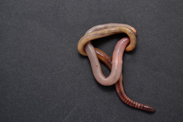 worms on a black background