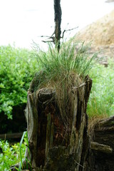 tree stump with grass