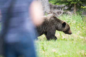 Fototapeta premium Grizzly bears during mating season in the wild