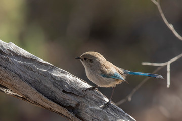 Splendid Fairywren (Malurus splendens) subspecies 