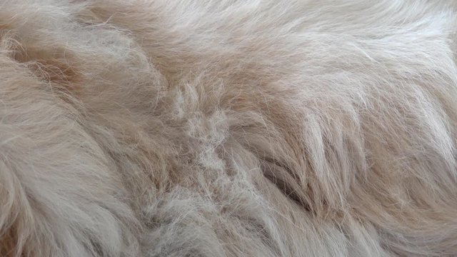 dog fur from golden retriever