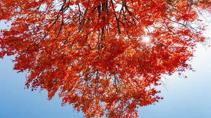 The sun shines through the red maple leaves in the blue sky, autumn season, Nikko, Japan