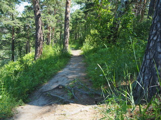 Obraz premium walkways in the park trees summer sun