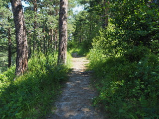 walkways in the park trees summer sun
