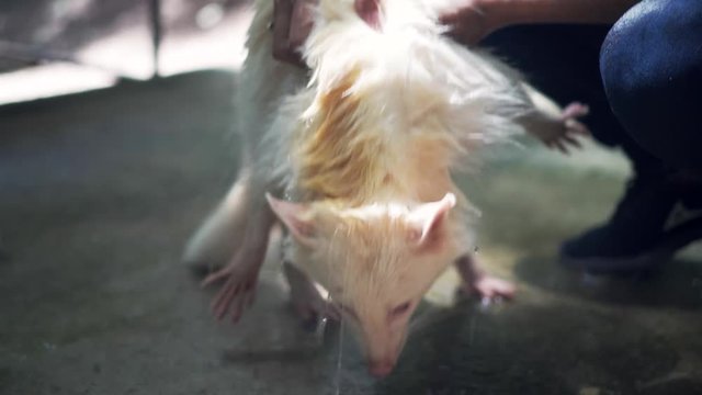 bathing an cute albino raccoon