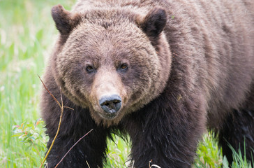 Obraz premium Grizzly bears during mating season in the wild