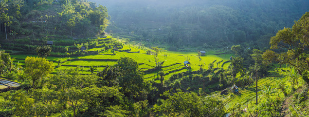 Green cascade rice field plantation at Bali, Indonesia