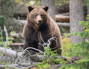 Naklejka na ściany i meble Grizzly bears during mating season in the wild