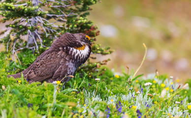Blue Grouse