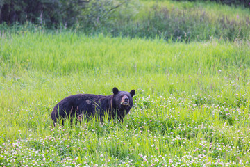 Black bear