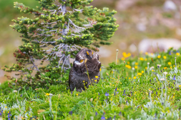 Blue Grouse