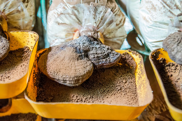 Farming medicinal Lingzhi or Reishi mushrooms in polyethylene bags