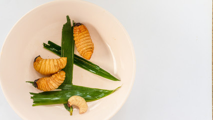 worm Rhynchophorus ferrugineus on dish.