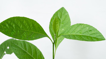 Gymnanthemum extensum leaves​ isolated​ on​ white​ background​.