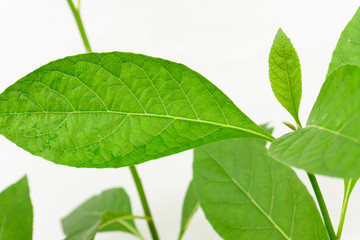 Gymnanthemum extensum leaves​ isolated​ on​ white​ background​.