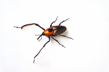 Rhynchophorus ferrugineus on white bakground.