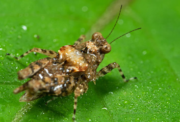 Macro Photo of Spotted Grasshopper on Green Leaf with Dew