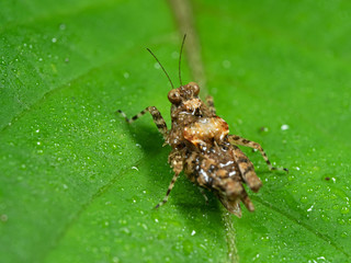 Macro Photo of Spotted Grasshopper on Green Leaf with Dew