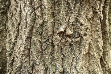 Obraz premium 樹木の模様（木肌）