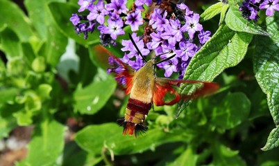 Hummingbird Clearwing moth  © Jitka