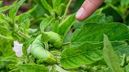 Green caterpillar"Daphnis nerii" on the leaves of Sesame tree. © ณัฐวุฒิ เงินสันเทียะ